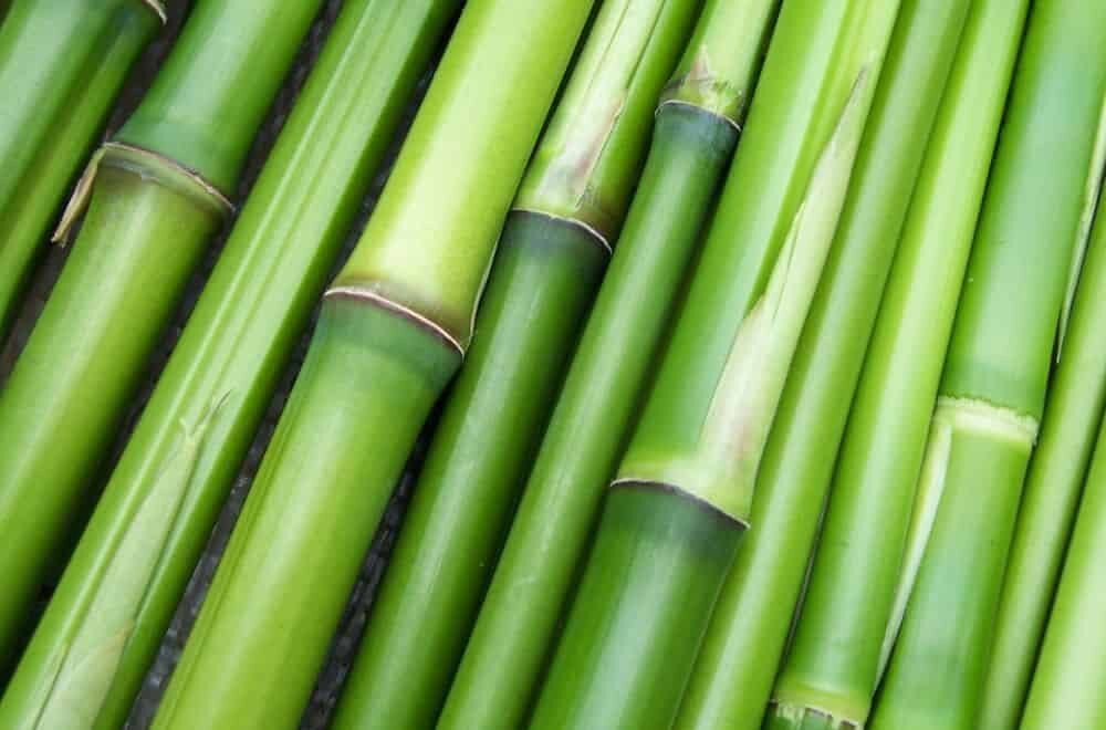 bamboo-the-sustainable-alternative