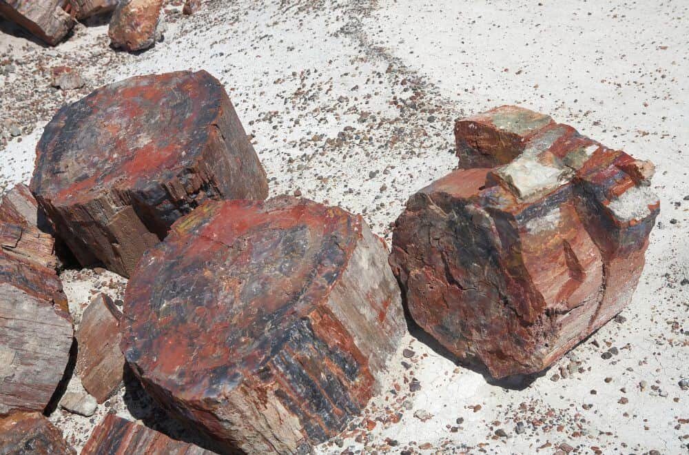 places-to-sell-petrified-wood