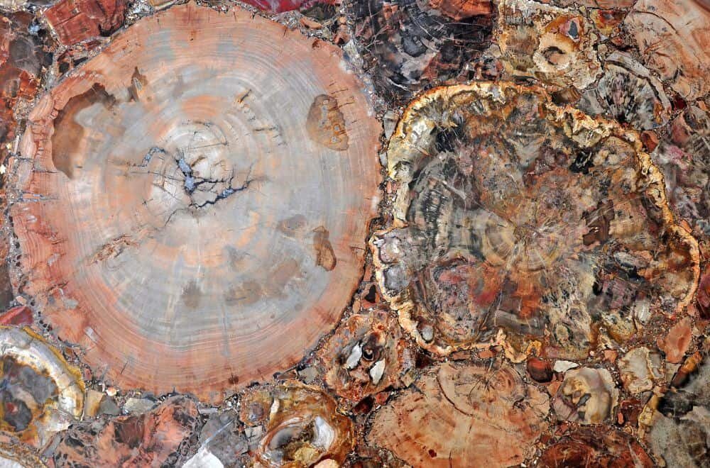 tips-for-selling-petrified-wood-successfully