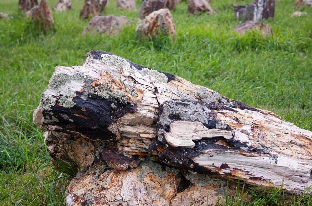 understanding-the-value-of-petrified-wood