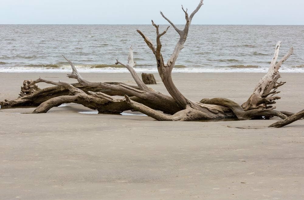 where-to-find-large-driftwood-logs