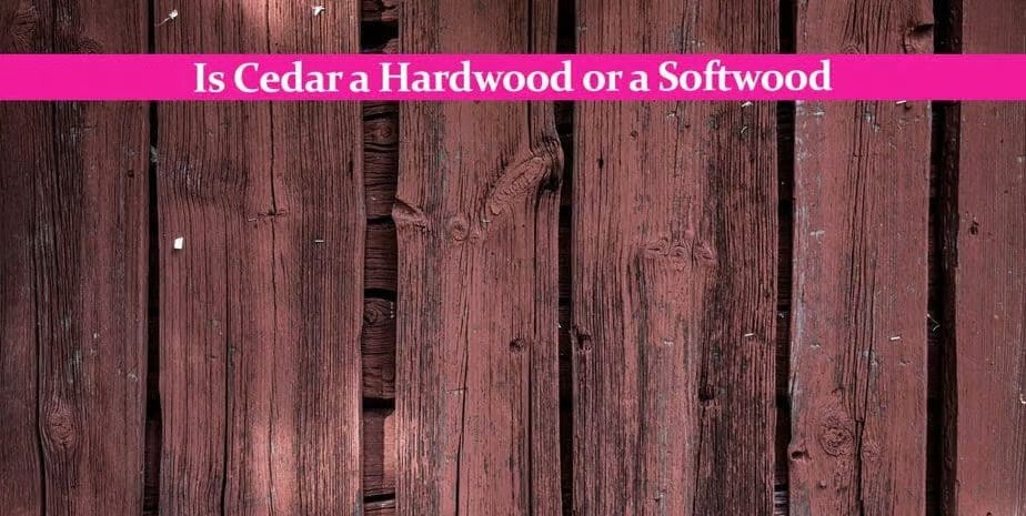 is-cedar-a-hardwood-or-a-softwood-1024x515